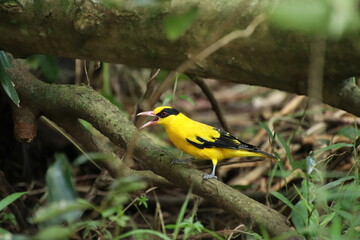 Black naped Oriole in a nature reserve mangrove marshes