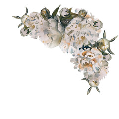 Fototapeta premium shells isolated on white