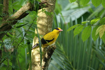 Black naped Oriole in a nature reserve mangrove marshes