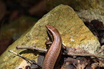 Common Sun Skink lizard basking under the sun