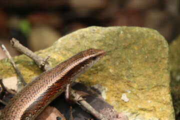 Common Sun Skink lizard basking under the sun