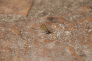 Dingy Line Blue Butterfly on a concrete pavement