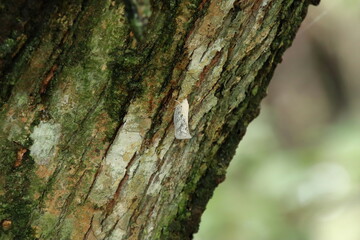 White Flatid planthopper on a tree trunk