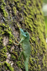 Green crested lizard on a tree trunk