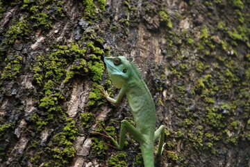 Green crested lizard on a tree trunk