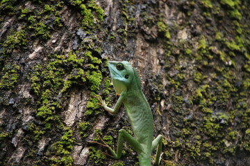 Green crested lizard on a tree trunk