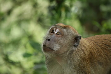Long tailed Macaque Monkey looking into the sky or ground