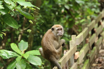 Long tailed Macaque Monkey looking into the sky or ground
