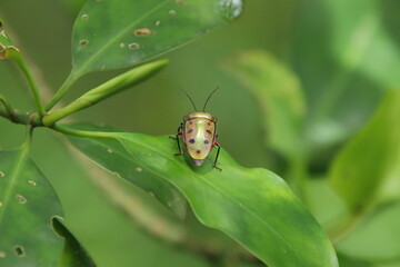 Mangrove Jewel Bug in a marsh mangrove on a leaf