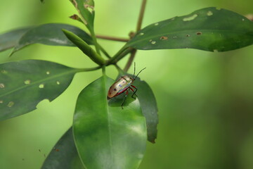 Mangrove Jewel Bug in a marsh mangrove on a leaf