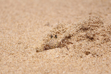 Crab in sand