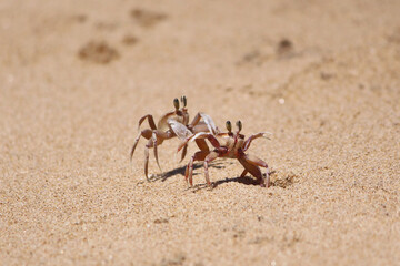 crabs on the beach