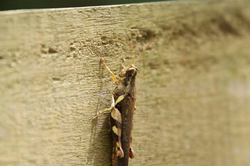 Rufous Legged Grasshopper on a wooden plank