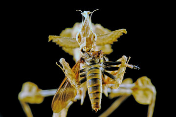 mantis with prey
