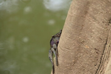 Sesarmid Marsh Crab on a tree trunk