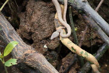 Shore Pit Viper on a tree root