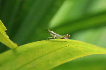 Short Winged Rice Grasshopper on a leaf