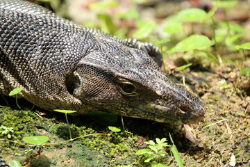 Southeast Asian Water Monitor Lizard sun bathing