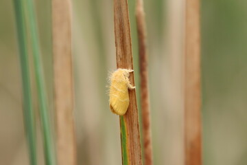 Yellow Tussock Moth on a stem