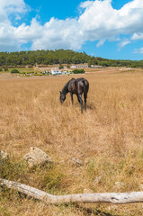 Obraz premium Typical Menorcan horse in Menorca, Spain