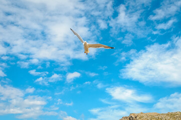 Seagull over Sa Falconera in Menorca Island, Spain.