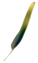 
A flight feather of a green parrot. Cut out on a transparent background.