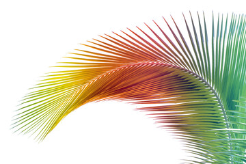 Obraz premium Palme de cocotier couleurs arc-en-ciel sur fond blanc