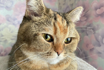 Cat eyes nose and face with whiskers close up. Cat face close up. British chinchilla cat face. Cats and pet, pets.