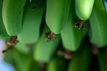 fresh natural bananas food background closeup