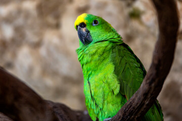 Photo of auropalliata amazon or green amazon it is a tropical bird that lives wildly in tropical jungles where it camouflages perfectly in the Mayan Riviera of Mexico, it is an animal great colorful.