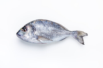 Fototapeta premium Fresh seabream isolated on white background. Fresh raw Gilt-head sea bream isolated on a white background.