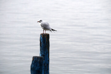 Gabbiano solitario si posa sugli ormeggi del porto