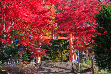 山梨県富士吉田市 紅葉に染まる新倉富士浅間神社の鳥居