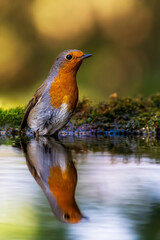 European robin
Erithacus rubecula
Vörösbegy