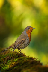 European robin
Erithacus rubecula
Vörösbegy