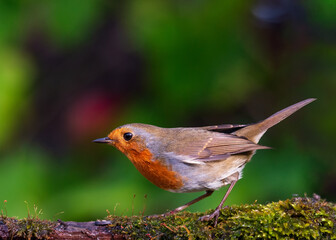 European robin
Erithacus rubecula
Vörösbegy