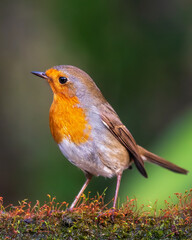 European robin
Erithacus rubecula
Vörösbegy