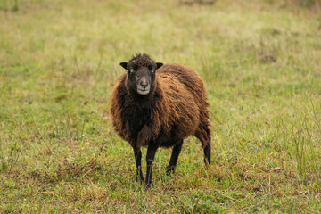 Zwergschafe Bock Lamm Farm