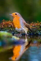 European robin
Erithacus rubecula
Vörösbegy