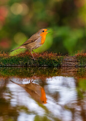 European robin
Erithacus rubecula
Vörösbegy