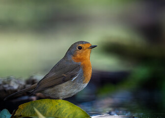 European robin
Erithacus rubecula
Vörösbegy
