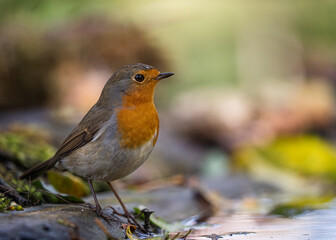 European robin
Erithacus rubecula
Vörösbegy