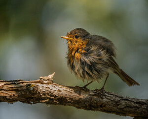 European robin
Erithacus rubecula
Vörösbegy