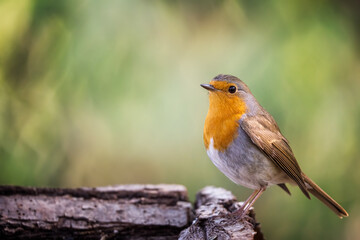 European robin
Erithacus rubecula
Vörösbegy