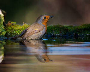 European robin
Erithacus rubecula
Vörösbegy