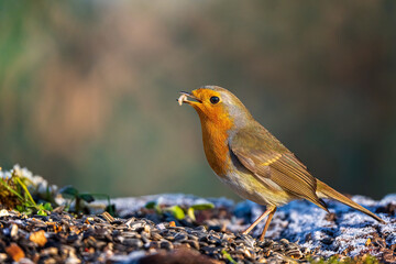 European robin
Erithacus rubecula
Vörösbegy
