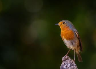 European robin
Erithacus rubecula
Vörösbegy