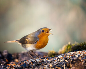 European robin
Erithacus rubecula
Vörösbegy