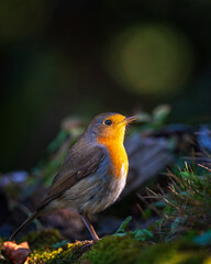 European robin
Erithacus rubecula
Vörösbegy