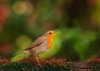 European robin
Erithacus rubecula
Vörösbegy